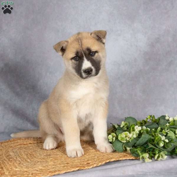 Tristan, Akita Mix Puppy